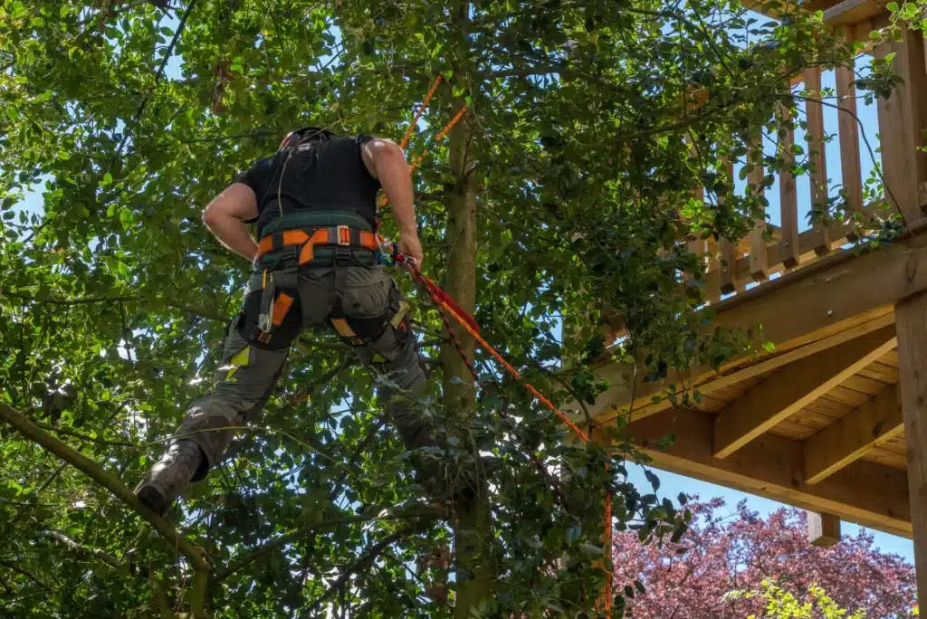 trim a southern magnolia tree