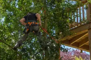 trim a southern magnolia tree