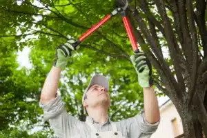 trim a star magnolia tree