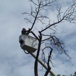 Best Time of Year to Remove Trees