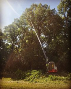 Can you trim a magnolia tree