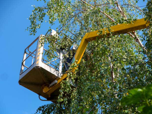 Magnolia Tree Service in Hartsville