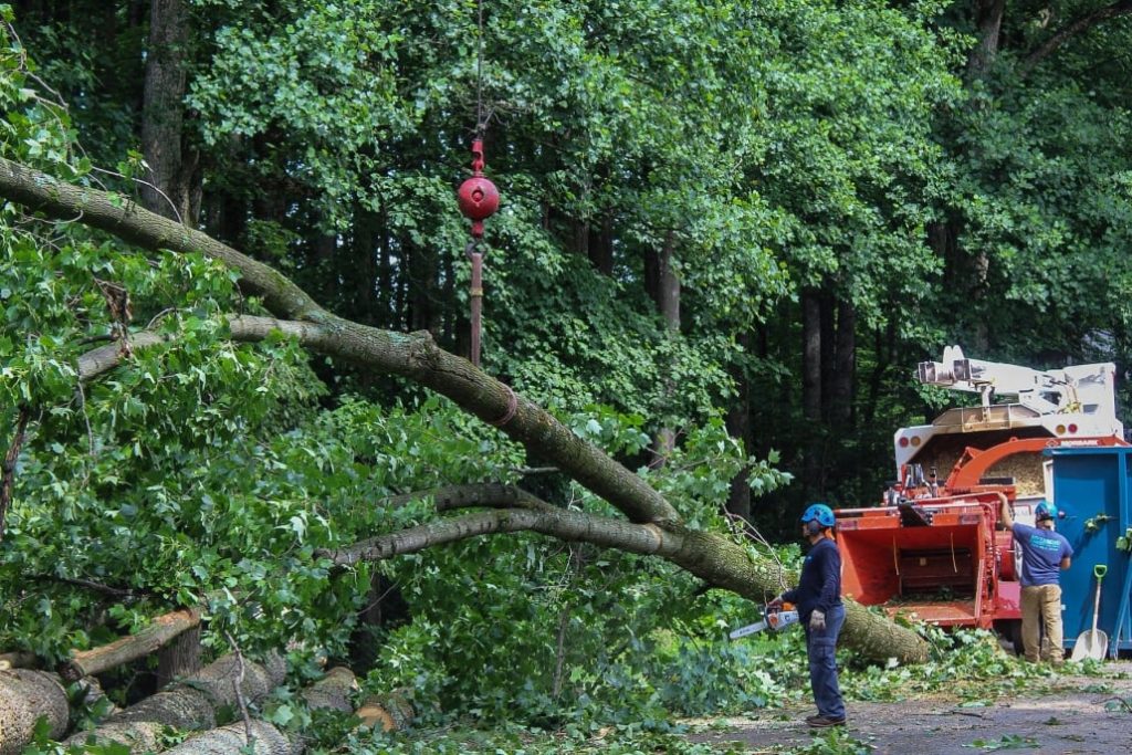 Magnolia Tree Service in Richmond