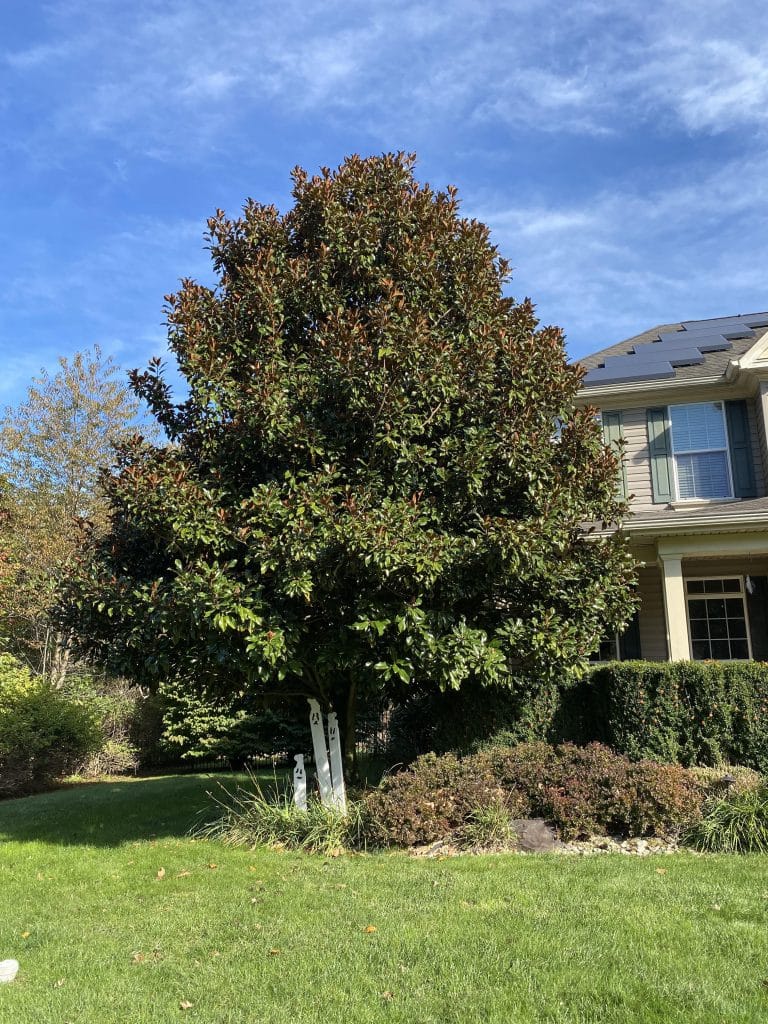 When to trim magnolia tree | Tree Trimming Services