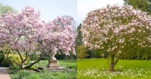 Types of Magnolia Trees