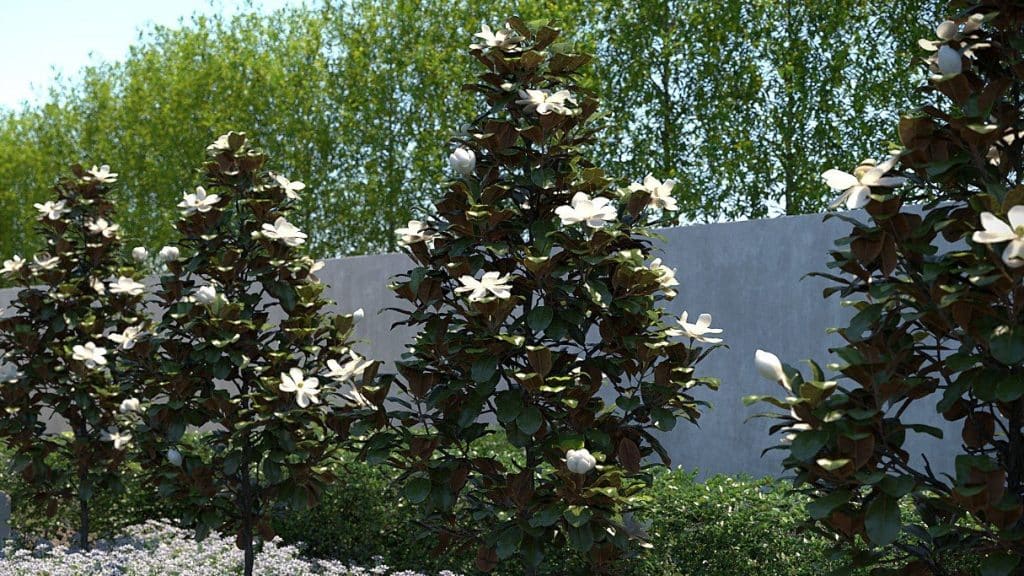 Types of Magnolia Trees in Texas.