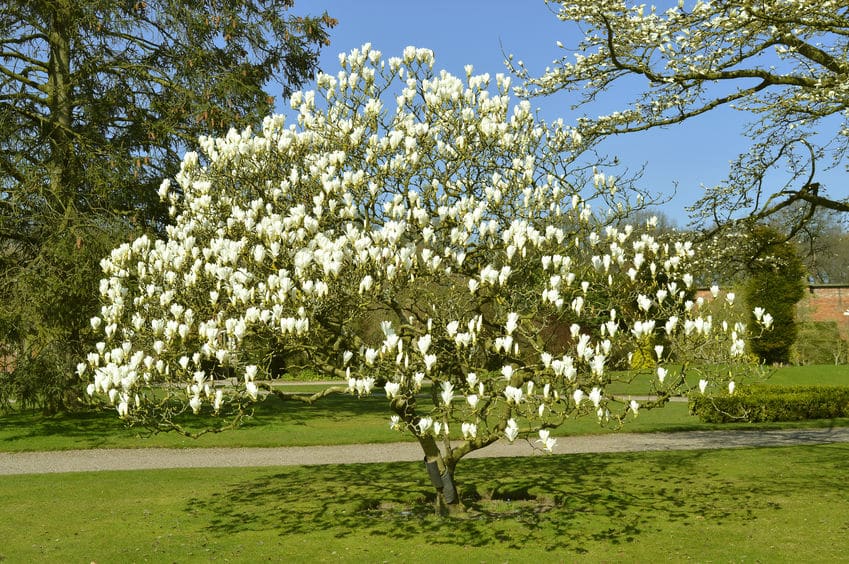 How to care for a magnolia tree?