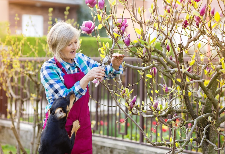 How to care for a magnolia tree?