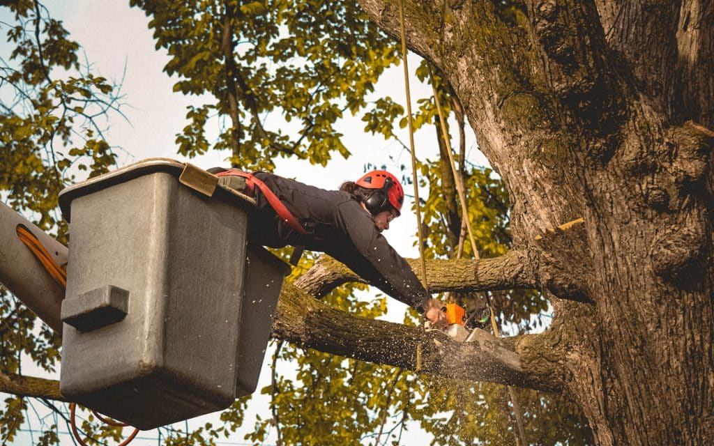 How to trim tall trees?