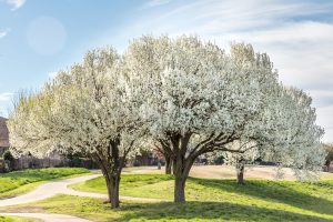 Bradford pear tree