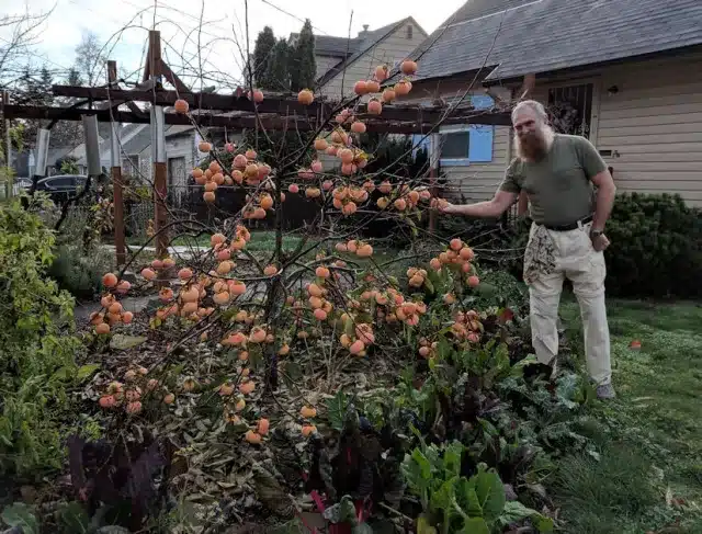 How to Trim Persimmon Trees
