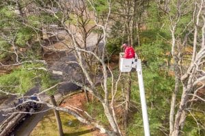 How to trim tall trees?