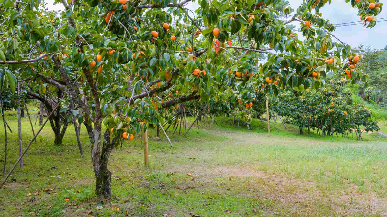How to Trim Persimmon Trees
