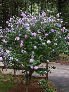 How to trim a rose of Sharon tree?