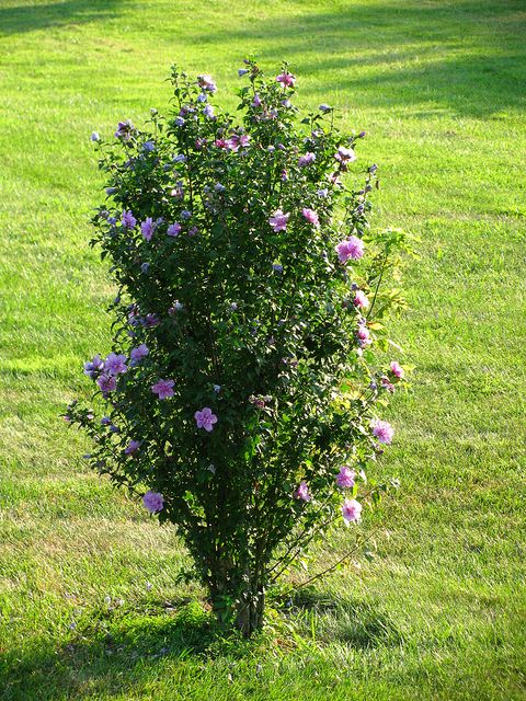 How to trim a rose of Sharon tree?