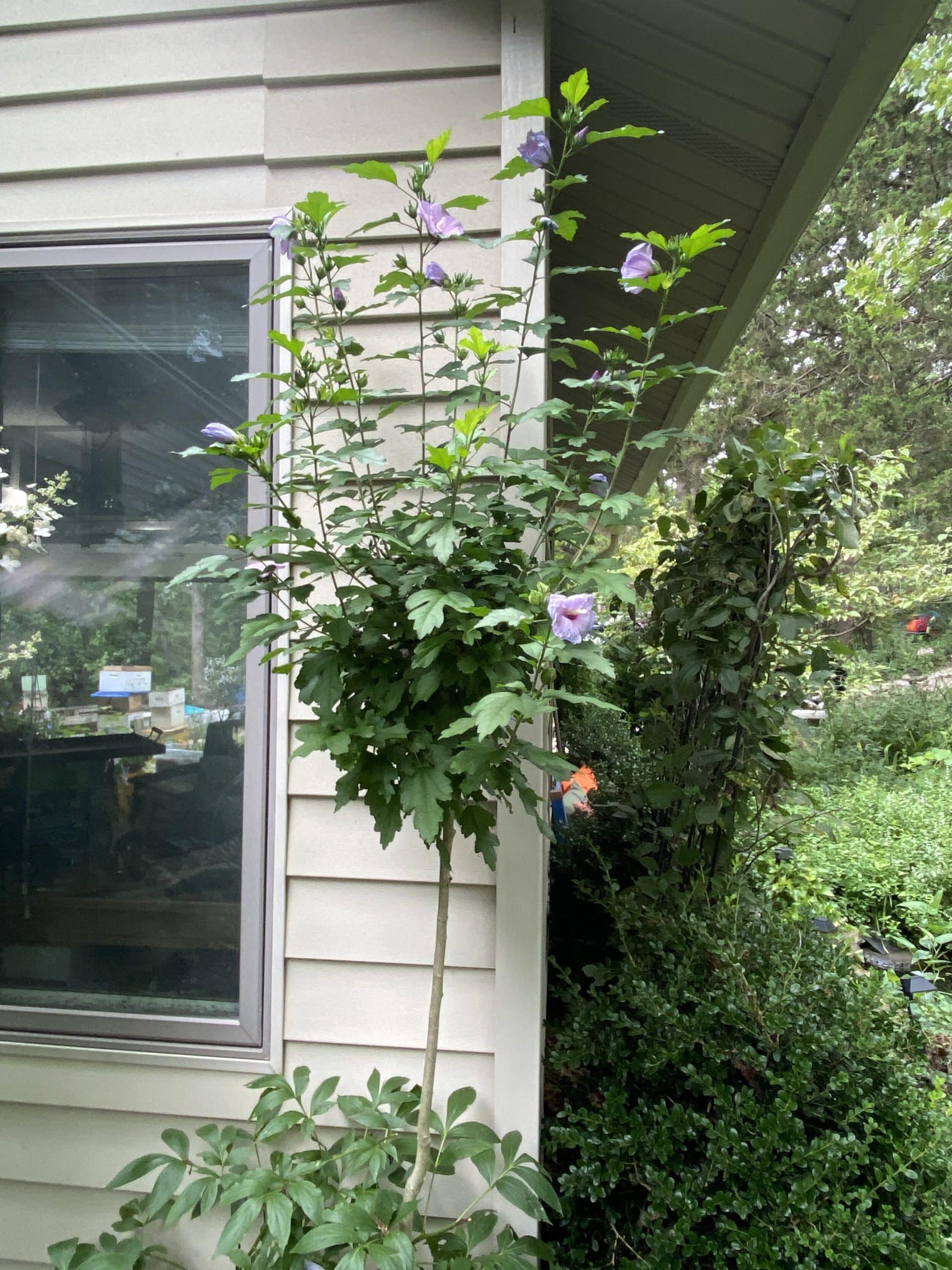 How to trim a rose of Sharon tree?
