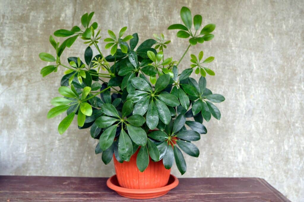 trim an umbrella tree