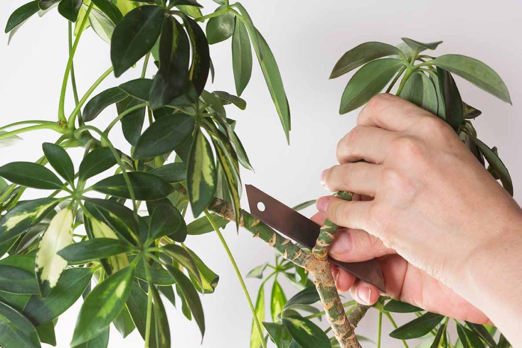 trim an umbrella tree