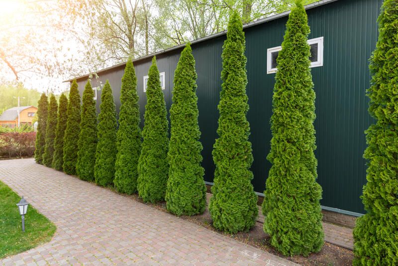 How to trim an arborvitae tree?