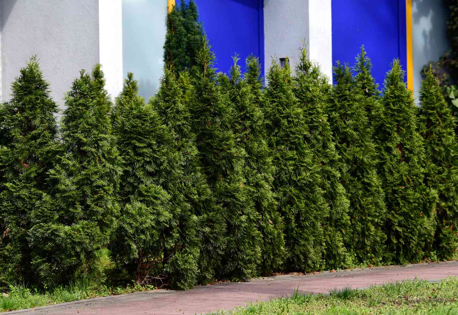 How to trim an arborvitae tree?