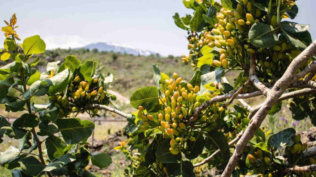 Where do Pistachio Trees Grow?