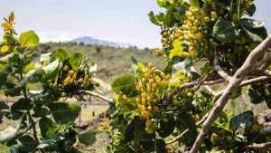 Where do Pistachio Trees Grow?