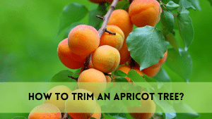 Trim an apricot tree