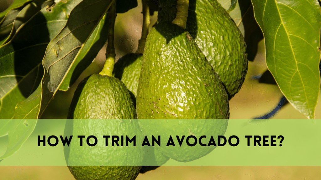 Trim an avocado tree