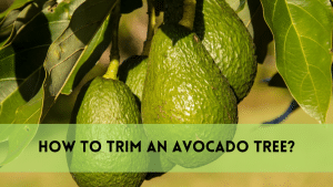 Trim an avocado tree