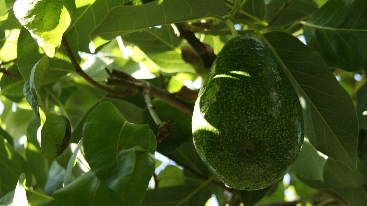 Trim an avocado tree